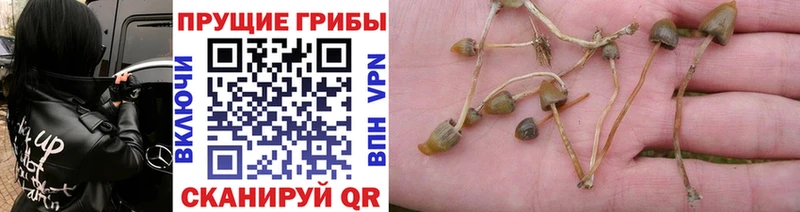 Псилоцибиновые грибы Psilocybe  Купить закладки  Красноуфимск 